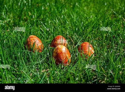 Easter Eggs Naturally Dyed With Onion Skins Stock Photo Alamy