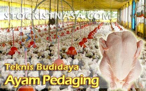 Panduan Teknis Cara Budidaya Ayam Broiler (Pedaging)