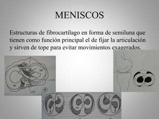 Fisioterapia en patología meniscal PPT