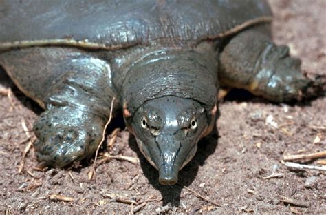 Tortugas De Caparaz N Blando Mitortuga Net