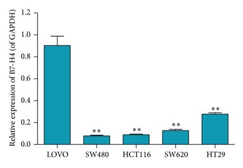 B7 H4 Expression In Colorectal Carcinoma LOVO SW480 HCT116 SW620