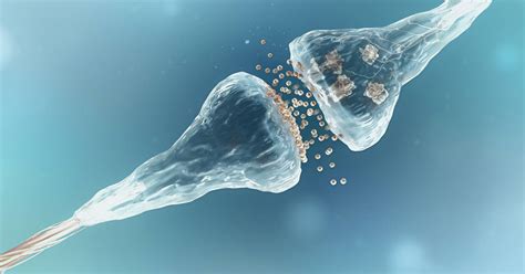 This is how synapses work, the language of neurons in the brain - TIme News