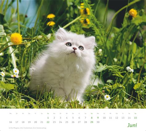 Kalender Times More Katzen Bildkalender Online Kaufen