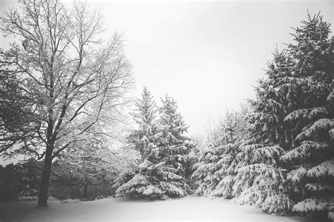 Free stock photo of branches, landscape, snow