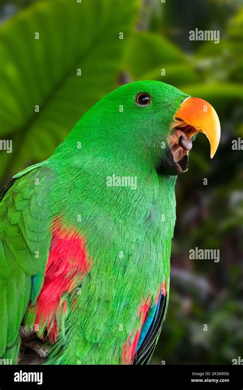 Eclectus Parrot Eclectus Roratus Close Up Portrait Of Calling Male