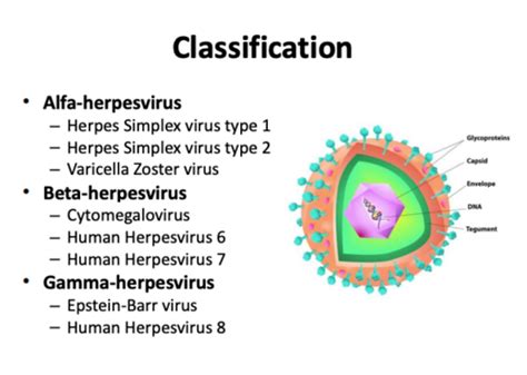 Herpes Viruses Flashcards Quizlet