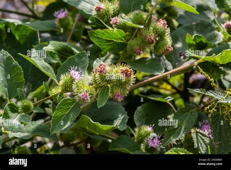 Closeup Of A Budding Greater Burdock Or Arctium Lappa Plant In Its