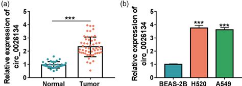 Circ 0026134 Was Overexpressed In NSCLC Tissues And Cell Lines