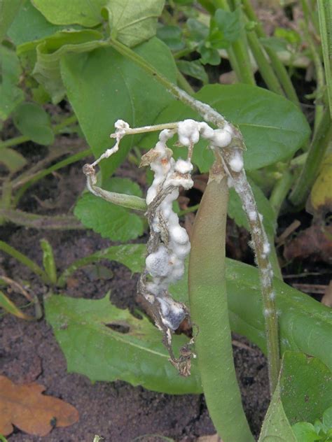 Moho Blanco En Tu Huerto Identificar Prevenir Y Tratar