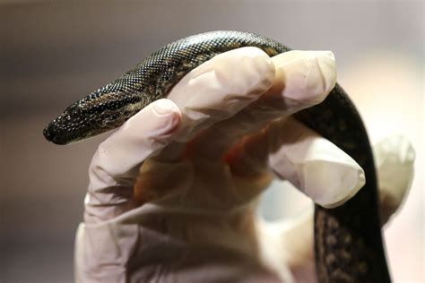 Virgin Anaconda Birth at New England Aquarium All Female Snake Exhibit