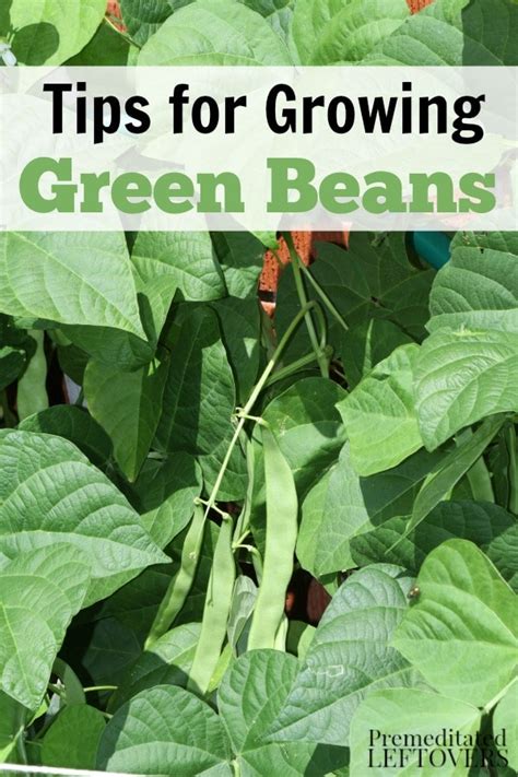 How To Grow Green Beans In Your Garden From Seed To Harvest