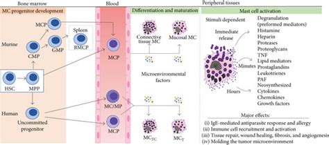 Overview Of Mast Cell Development Heterogeneity And Activation Mast