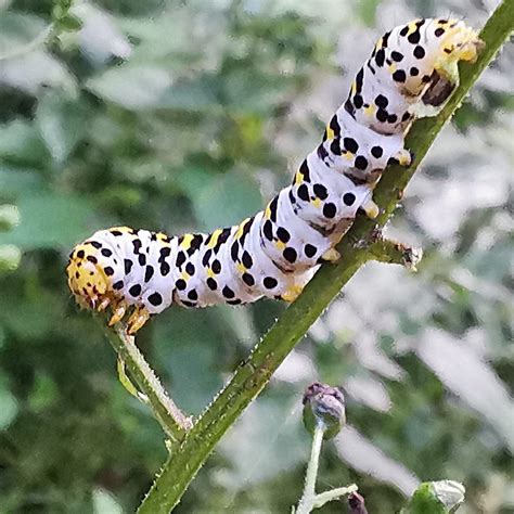 Braunwurz M Nch Cucullia Scrophulariae Braunwurz M N Flickr