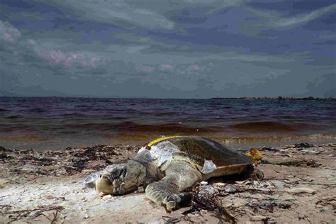 Red tide phenomenon closes Florida beaches