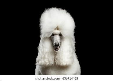 Portrait White Royal Poodle Dog Looking Stock Photo 636914485 | Shutterstock