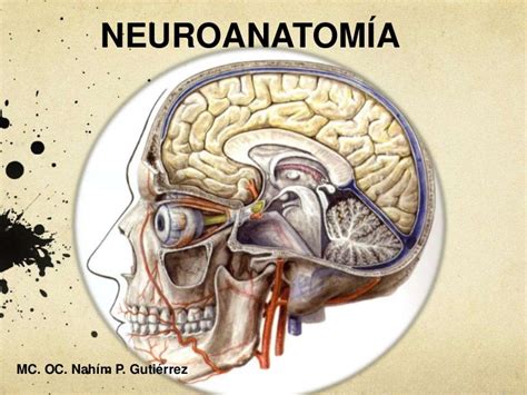 Modulo1 Tema 1 Generalidades De Neuroanatomia Neuroanatomia Images