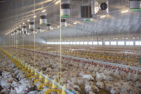 intensive farming broiler chickens farm house