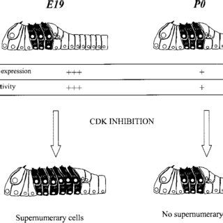 Schematic Representation Of The Effect Of Cdk Inhibition On Cellular