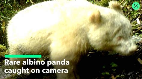 Watch Rare Albino Panda Photographed In China - Bloomberg