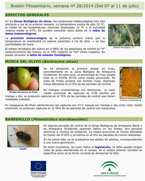 Yo Cultivo Aceite Verdial De La Axarquía Boletín Fitosanitario Del Olivar En Málaga Semana 28