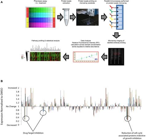 High Throughput Reverse Phase Protein Array Application To Identify