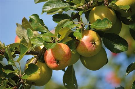 Äpfel Apfelbaum Früchte Kostenloses Foto auf Pixabay