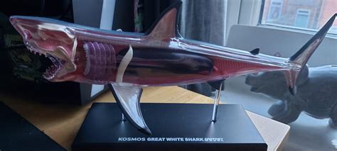 Great White shark anatomy model : r/marinebiology