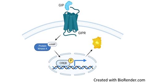 Gipr Cre Luciferase Reporter Hek Cell Line Bps Bioscience Biomol