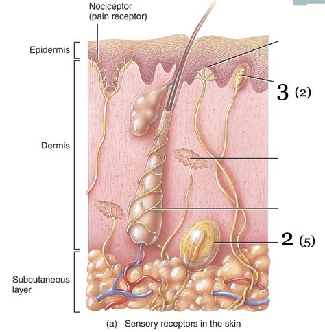 Sensory Receptors In The Skin Diagram Quizlet