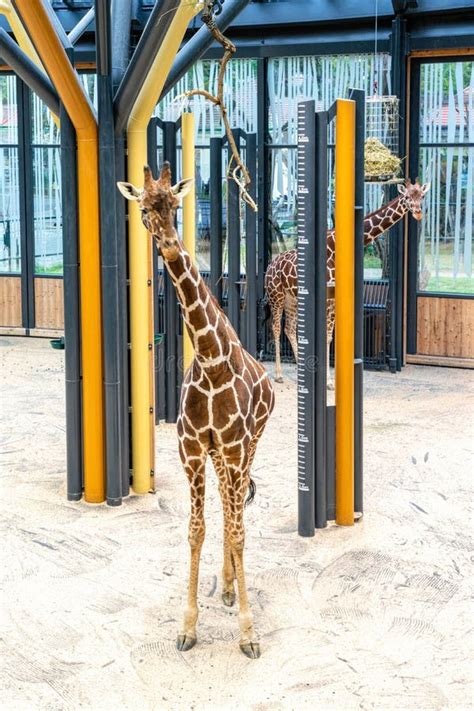 Giraffes In The Aviary Of The Vienna Zoo Stock Photo Image Of Exotic