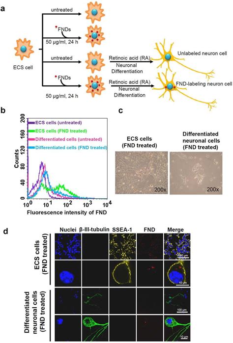 The Labeling And Tracking Of Neuronal Differentiation Of Ecs Cells