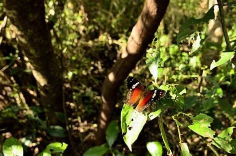 Free Images Tree Nature Forest Branch Sunlight Leaf Flower Wildlife Wild Green