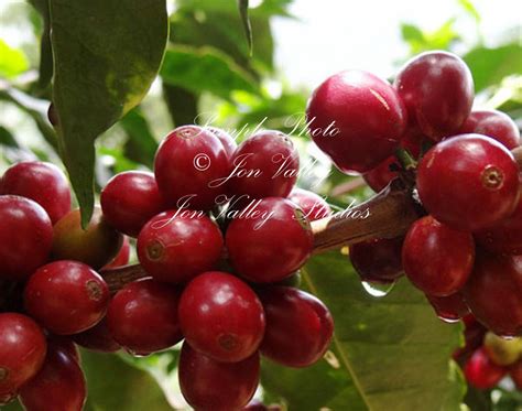 Coffea canephora robusta 10 seeds Coffee by SerendipitySeedsCom