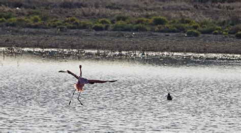 Flamingo Landing Lisa Cox Usfws Usfws Pacific Southwest Region