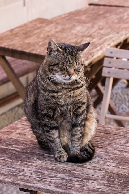 Premium Photo Portrait Of Cat Sitting On Table