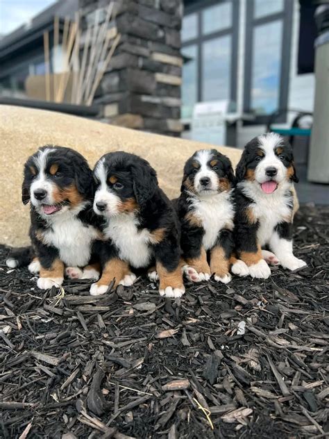 Bernese mountain dog puppies for sale in Tennessee