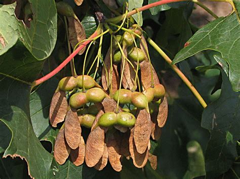 Maple Seeds | Tropical Biodiversity