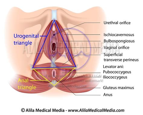 Alila Medical Media Urogenital And Anal Triangles Medical Illustration