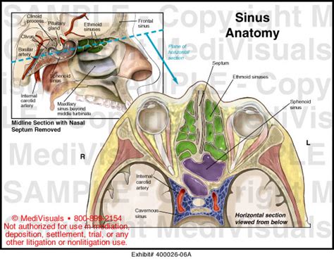 Sinus Anatomy Medical Illustration