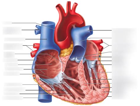 Heart 2 Diagram Quizlet