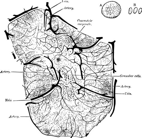 structure   thymus vintage illustration  vector art