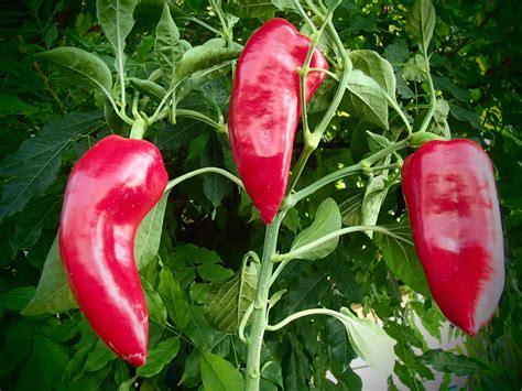 Raritäten Gärtnerei Garten Jan Roter Augsburger Capsicum anuum