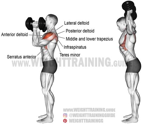 Dumbbell Scott Press Exercise Type Isolation Target Muscle Lateral