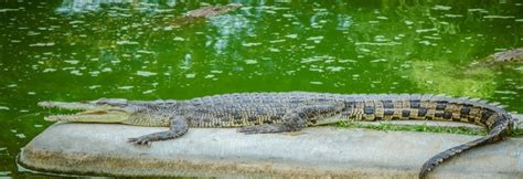 Davao Crocodile Park , Davao-city | Halal Trip