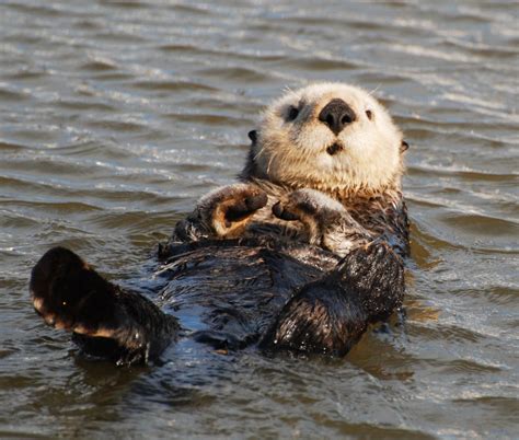 sea otters     cute face  national wildlife