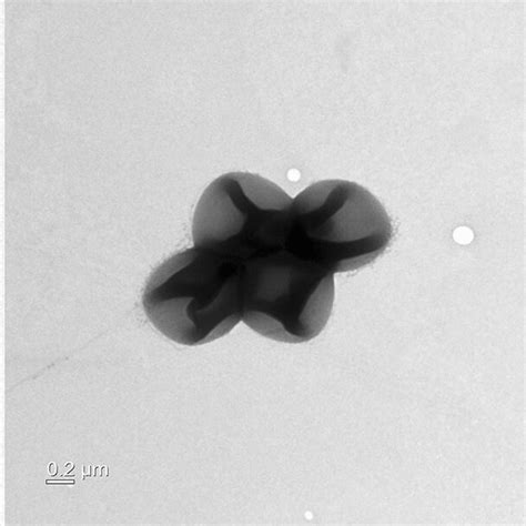 Transmission Electron Micrograph Of A Negatively Stained Cell Of Strain