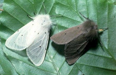 Muslin Moth Pair | UKmoths | Moth, Muslin, Beautiful bugs