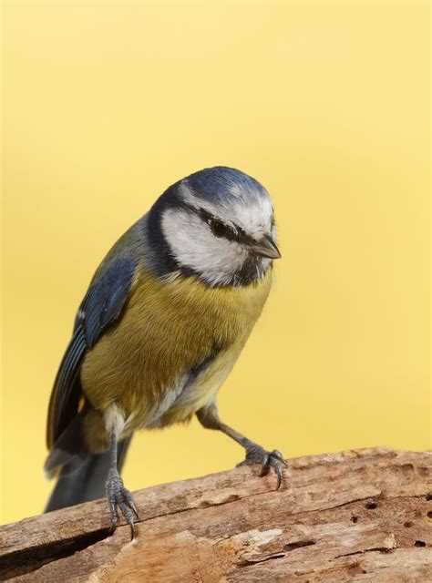 Pin oleh Rubens di Aves Birds Mis capturas fotográficas