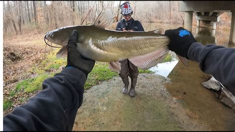 Giant Catfish Cat And Perch Catch And Cook YouTube