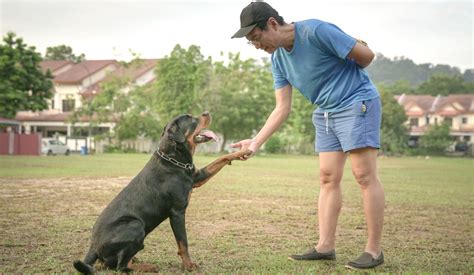 Understanding Pack Behavior in Dogs